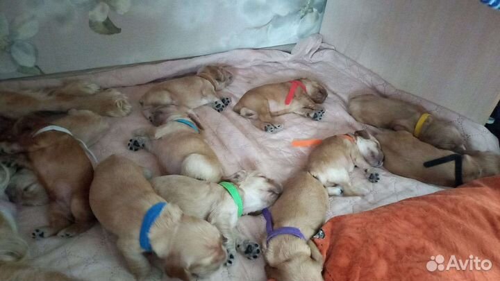 Щенки английского кокер спаниеля