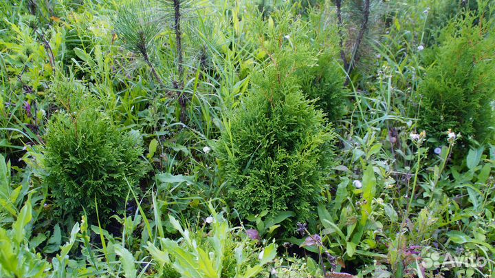 Туя западная холмструп