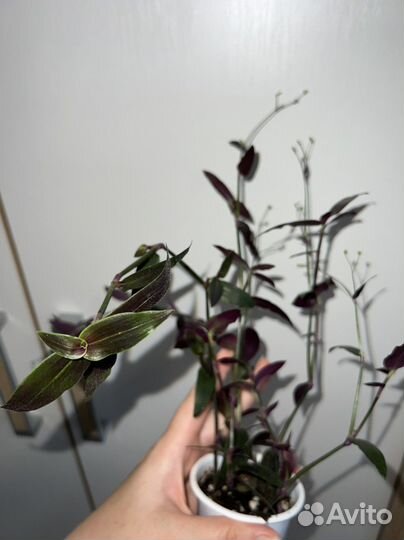 Традесканции укорененный черенки