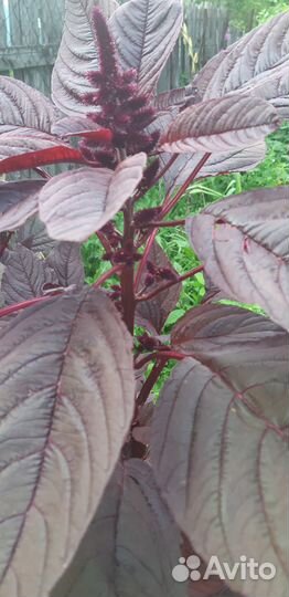 Ромашки,аквилегия, хмель и амарант