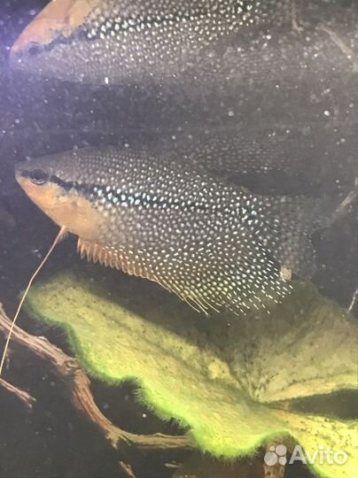 Гурами жемчужные и золотые