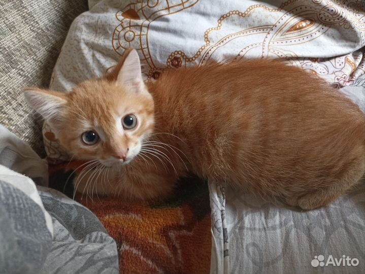 Котики бесплатно в добрые руки