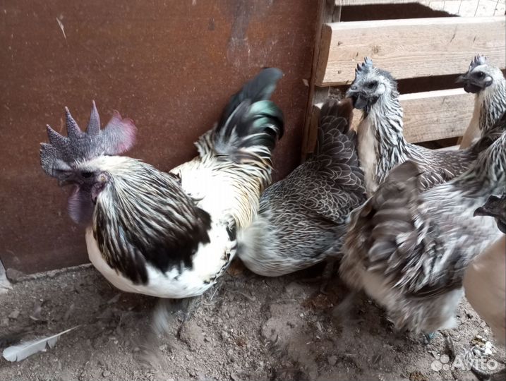 Семейка лакеданзи серебро