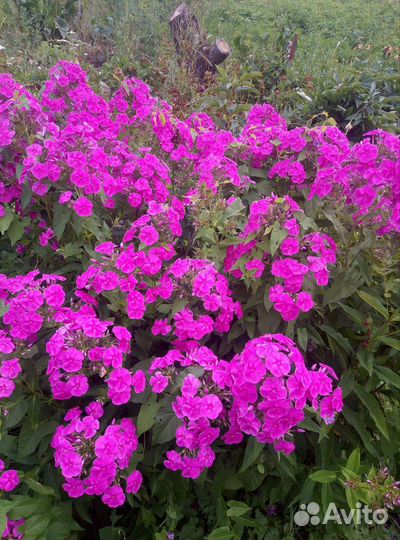 Многолетние цветы для сада