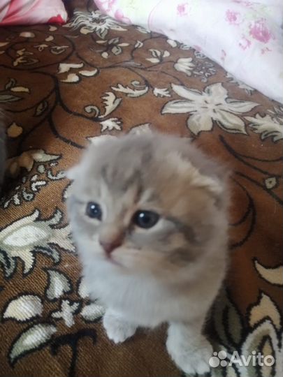 Котята вислоухой шотландской кошки