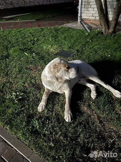 Среднеазиатская овчарка алабай вязка