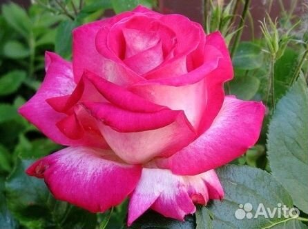 Роза чайно-гибридная Утро Парижа (Utro Parisa)