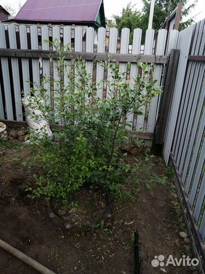 Слива груша вишня
