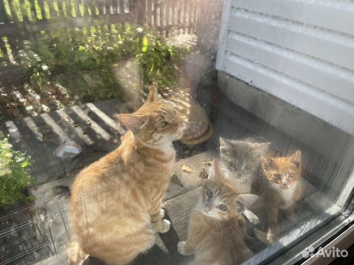 Котята в добрые руки