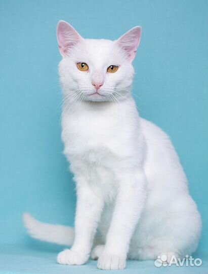 Белый кот аристократ Дэнис ищет дом