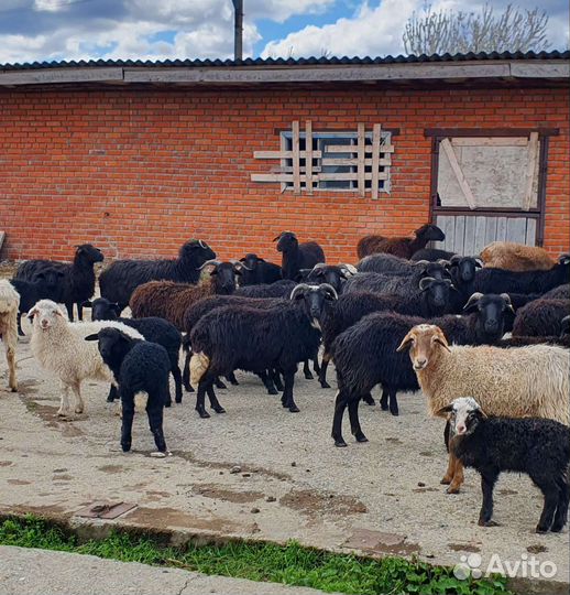 Овцы бараны халяль