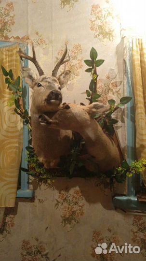 Охота и рыбалка