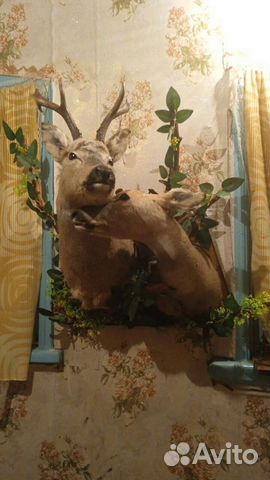 Охота и рыбалка