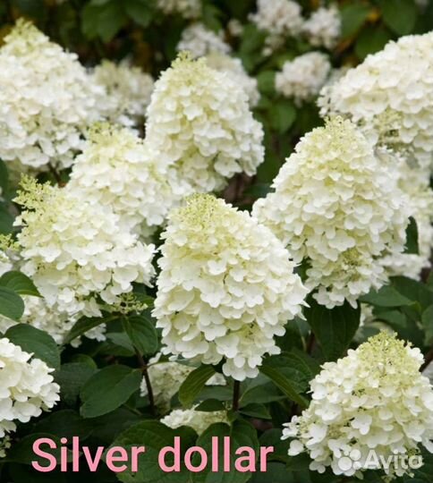 Гортензия метельчатая черенки, сорта разные