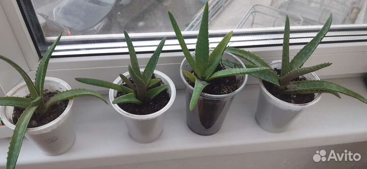 Растение алоэ