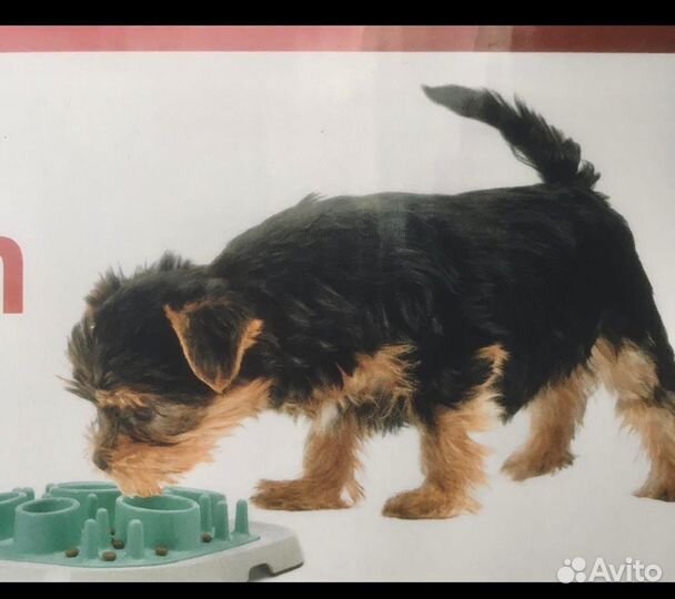 Интерактивная кормушка для кошек и собак