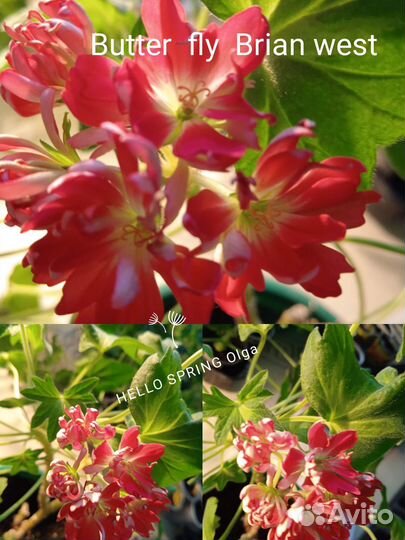 Пеларгония