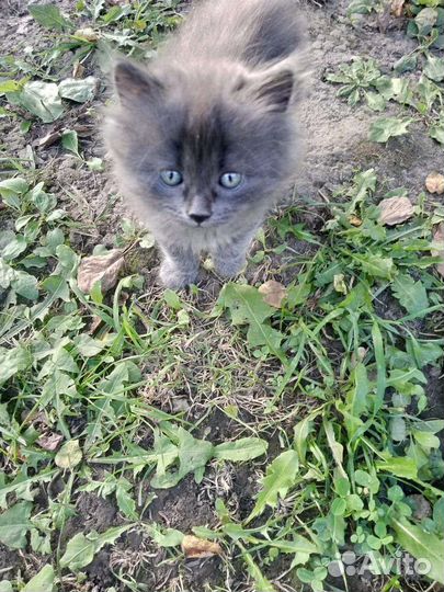 Кошка 1 месяц, 12 дней