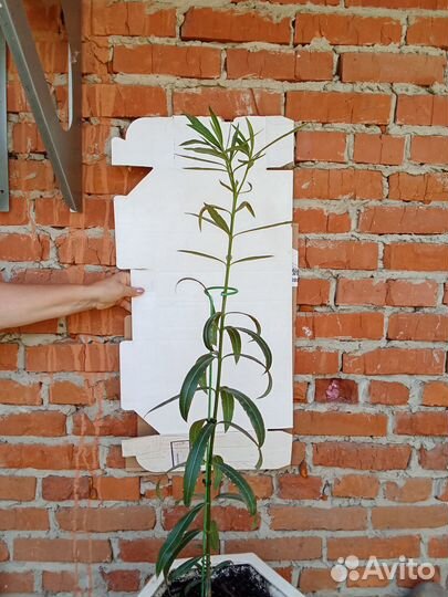 Семена олеандра