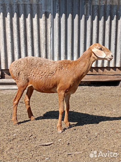 Курдючные бараны овцы