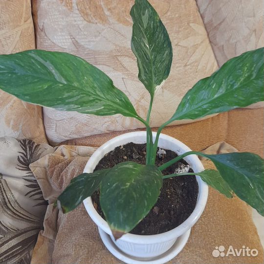 Спатифиллум