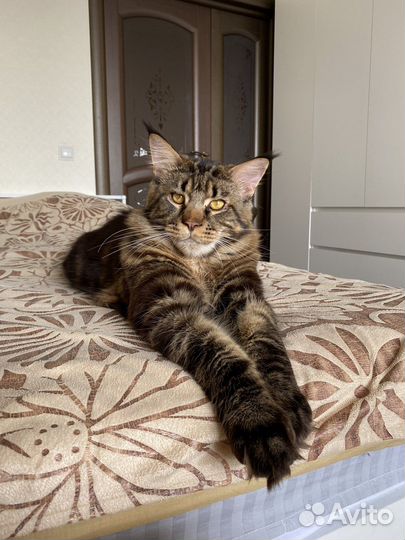 Вязка мейн-кун с родословной