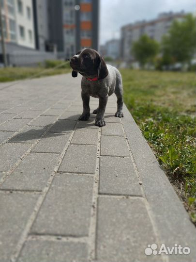Щенки немецкого Дратхара