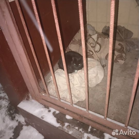 Найдена вислоухая кошечка