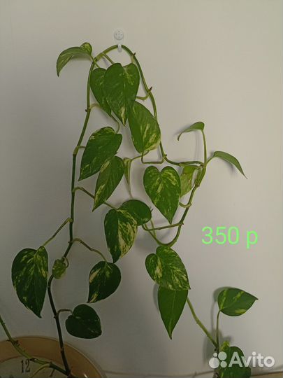 Сциндапсус эпипремнум