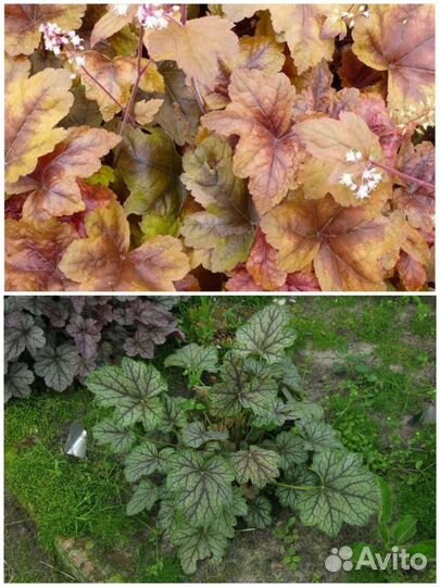 Гейхеры, бересклет