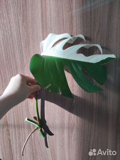 Монстера вариегатная Альба