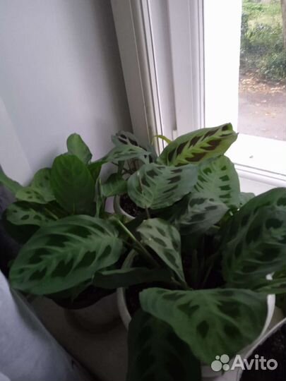 Комнатные растения