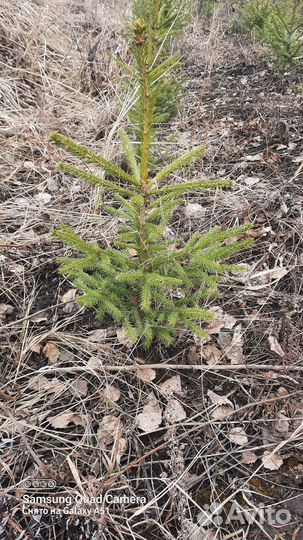 Саженцы сизая ель голубая