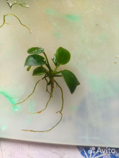 Растения для аквариума разные