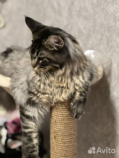 Мейн-кун в добрые руки