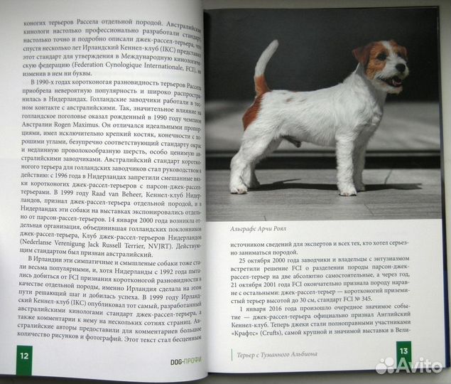 Джек Рассел терьер. 2021г