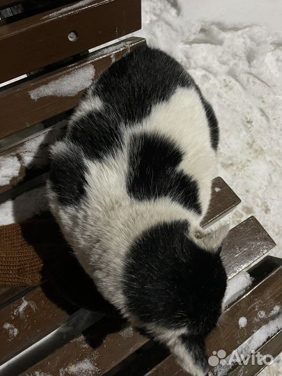 Добрый котик ищет дом