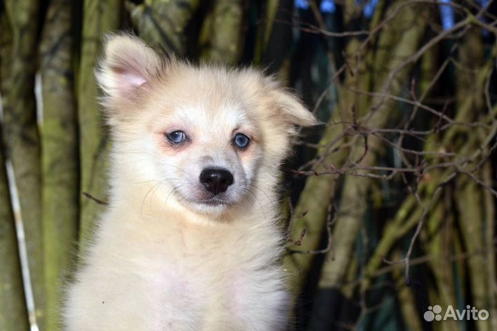 Крошечный мальчик помски