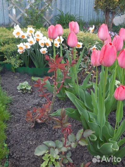 Тюльпаны луковицы