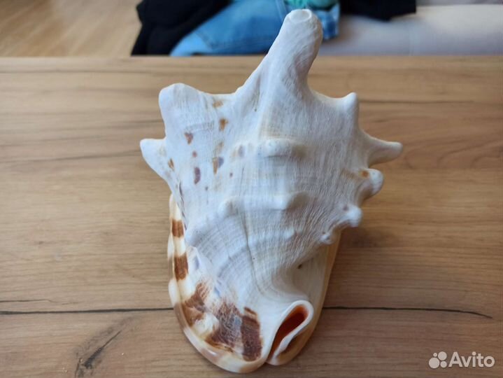 Морская раковина
