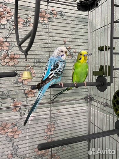 Волнистый попугай (самка и самец)