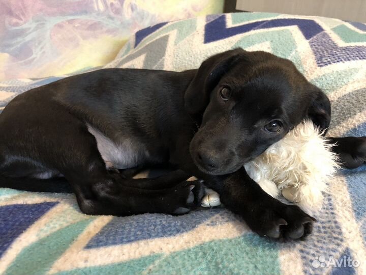 Маленькая собака в добрые руки бесплатно