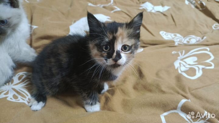 Котята в добрые руки бесплатно, девочки