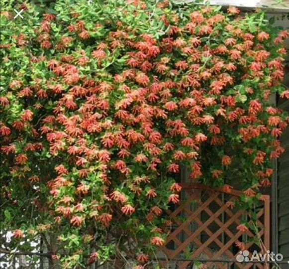 Жимолость Брауна