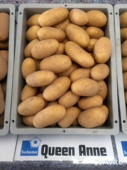 Картофель семенной