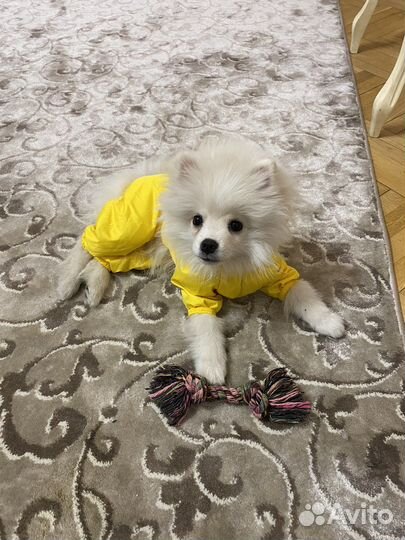 Зооняня, передержка в хороших условиях