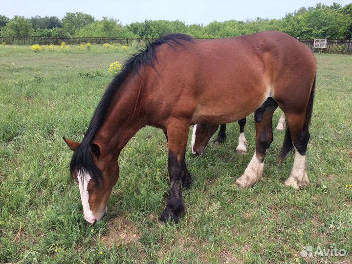 Жеребчики на племя
