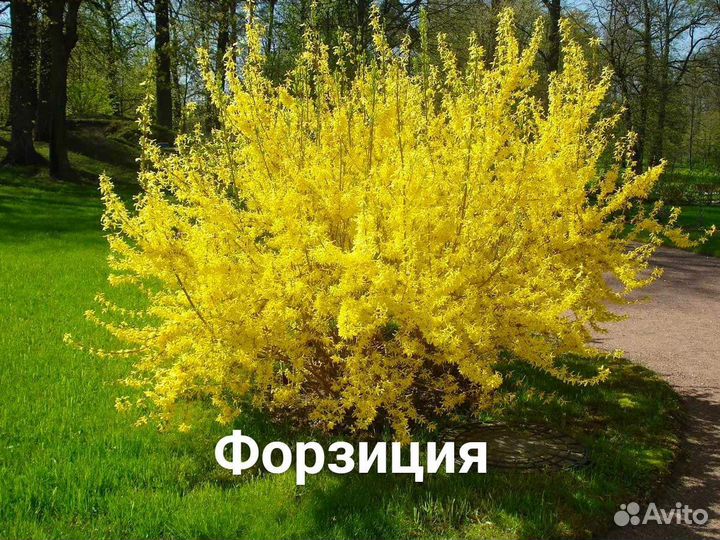 Саженцы декоративных растений