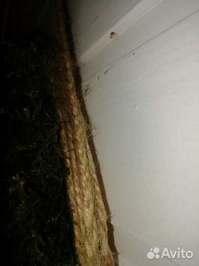 Зеркало с мхом