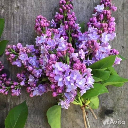 Садовые растения